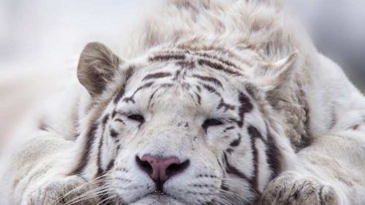 Un tigre en voie d'extinction