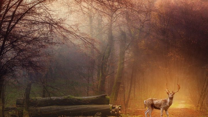 Les feux en milieu sauvage