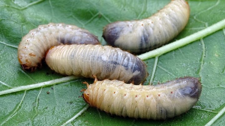 Les animaux dans un compost