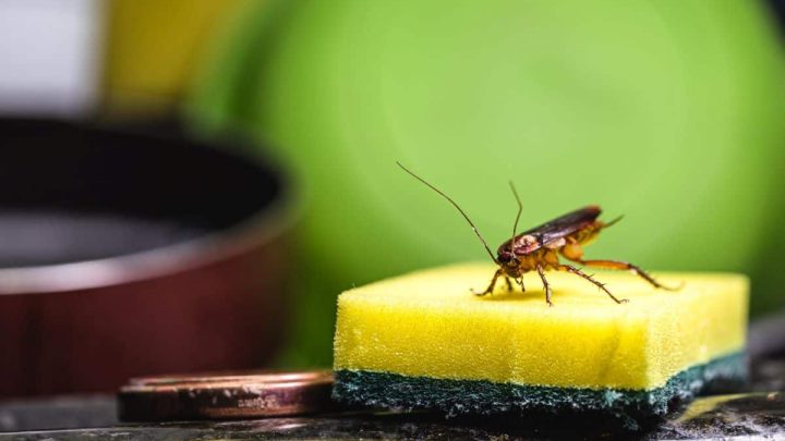 éliminer les insectes
