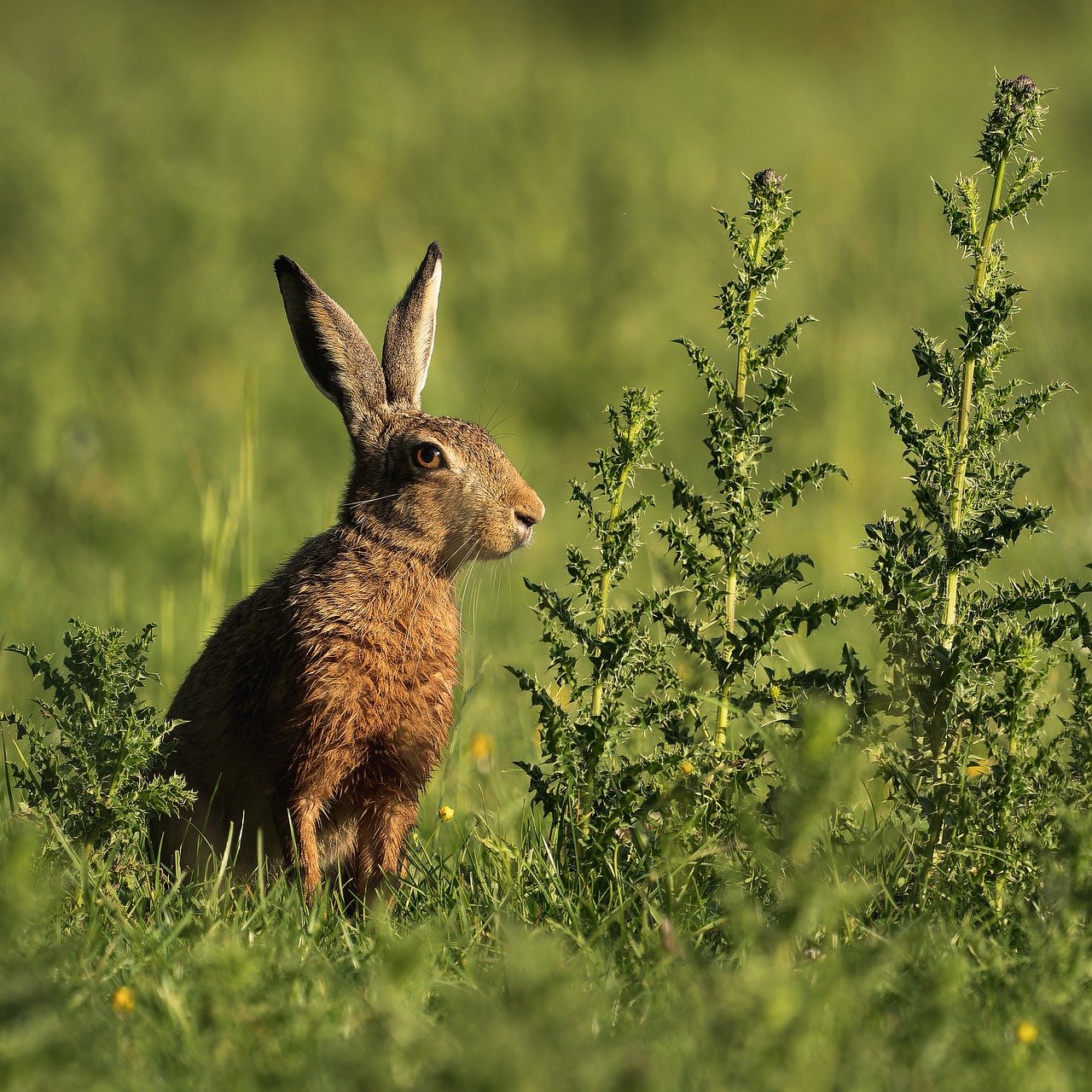 découvrez l'importance de la biodiversité, son rôle essentiel dans l'équilibre des écosystèmes et comment la préserver pour les générations futures.