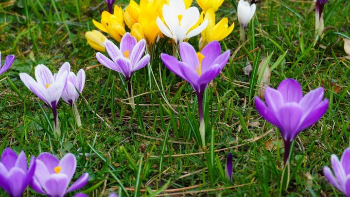 découvrez notre sélection de couvre-sols vivaces, idéales pour embellir et protéger votre jardin toute l'année avec des plantes résistantes et esthétiques.