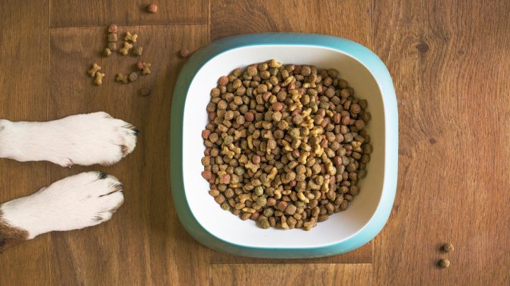 découvrez notre nourriture pour chiens sans céréales, formulée pour une digestion optimale et une alimentation saine adaptée à tous les chiens.