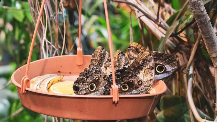 Conservation des espèces l’art et la science associée pour recréer des populations sauvages