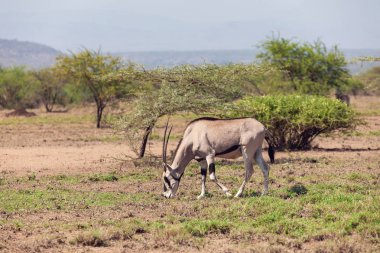 Corridors écologiques le cas du corridor de wildlife en Afrique de l’Est