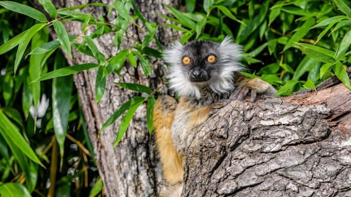 Espèces envahissantes et biodiversité locale le cas des lémuriens introduits à Madagascar