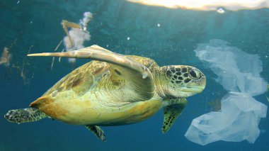 Espèces menacées l’impact de la pollution plastique dans les habitats fragiles