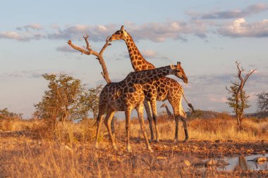 Extinction des espèces et redéfinition de l’espèce humaine dans la nature