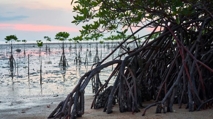 Protection de la nature retour sur l’engagement international depuis le sommet de Rio 92