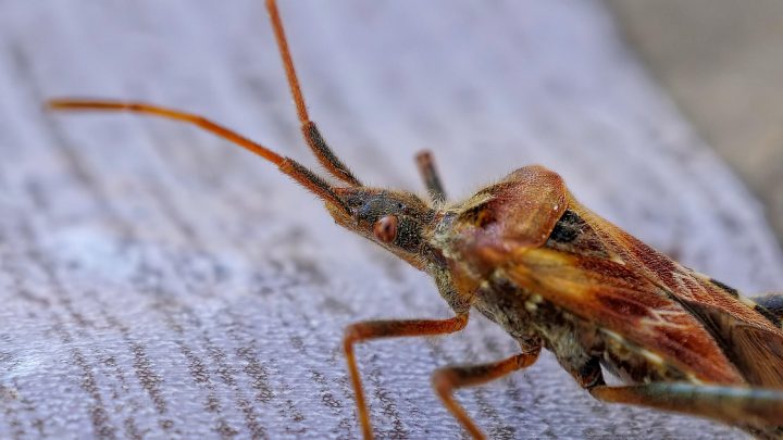 découvrez les signes révélateurs des punaises de lit : piqûres, taches sur les draps et traces d’infestation pour agir rapidement.
