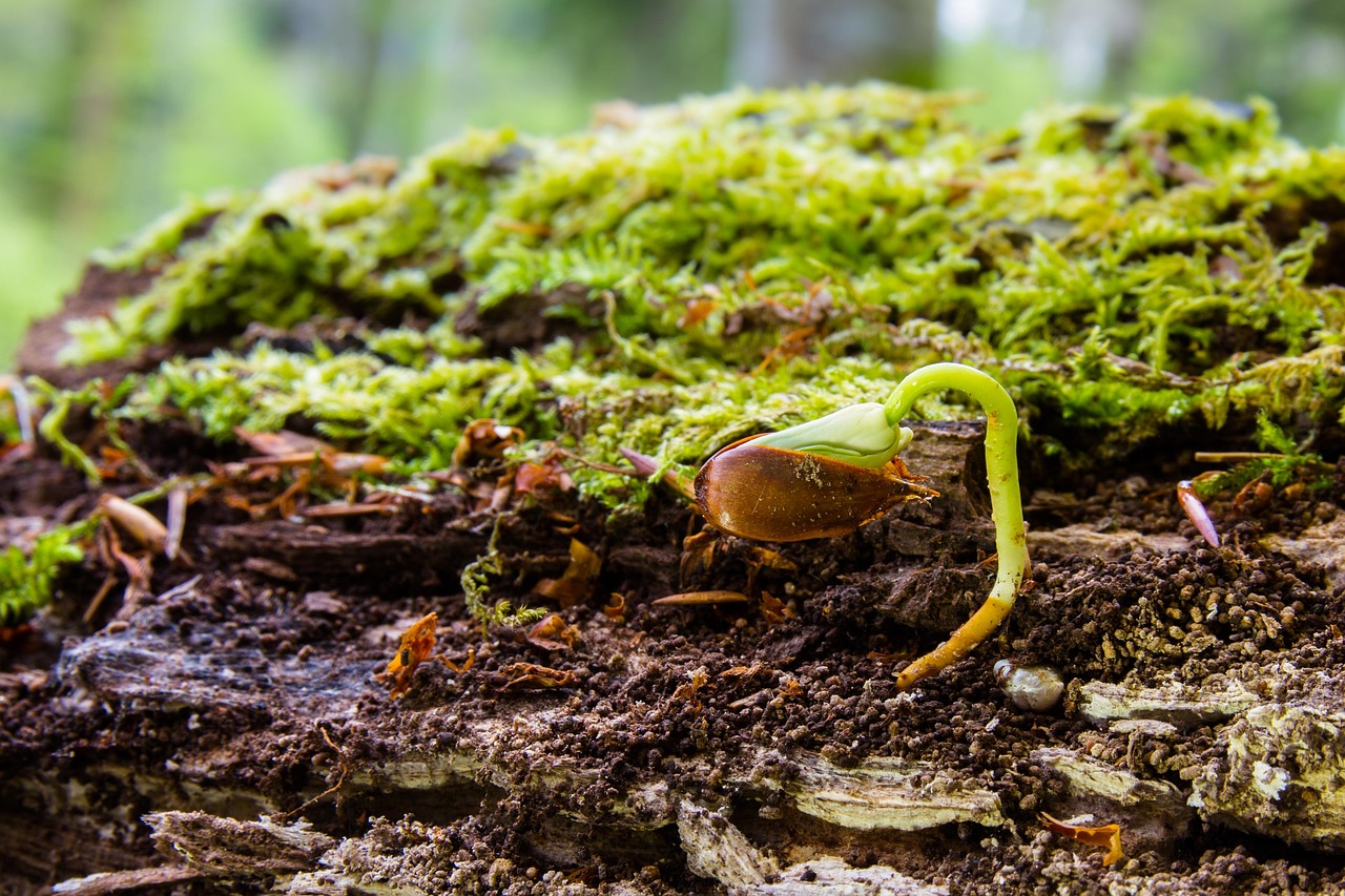 découvrez les causes du pourrissement des jeunes plants de palmier et les solutions pour les protéger et favoriser leur croissance.