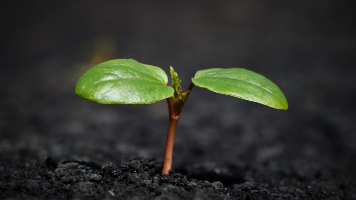 découvrez les causes du pourrissement des jeunes plants de palmier et les solutions pour les protéger et favoriser leur croissance.